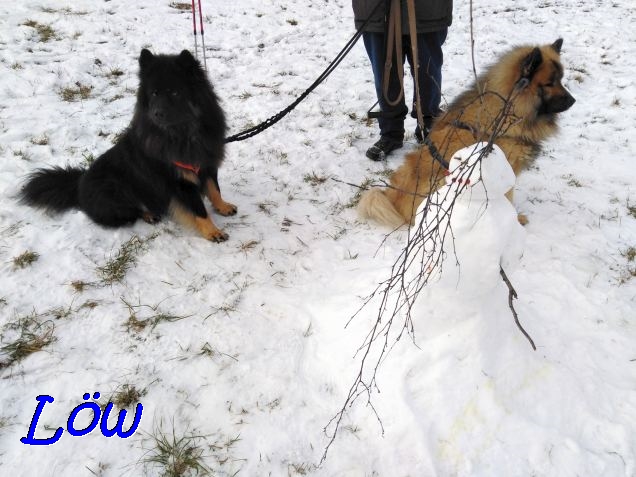 10.1.2021 - Dwix und Howie begutachten die Übereste eines Schneemanns